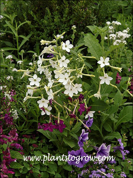 A nice clear white compact Nicotiana.